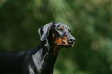 DOBERMANN 388